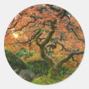 Recherche de jardin japonais autocollants Érable