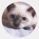 Recherche de yeux de autocollants Chatons