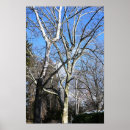 Zoek naar witte boom posters Bomen