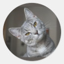 Recherche de chat curieux autocollants Chaton
