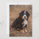 Recherche de bernese vœux cartes Chiot