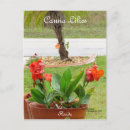 Recherche de canna cartes postales Floride