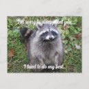 Recherche de raccoon cartes postales Racoon