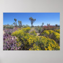 Recherche de san bernardino posters Cactus