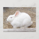 Recherche de oreilles de lapin cartes postales Blanc
