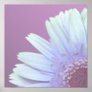 Zoek naar madeliefje posters Gerbera