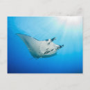 Recherche de manta ray posters Mer