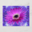 Recherche de gerber rose cartes postales Marguerite