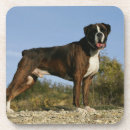 Recherche de canin dessous de verres Boxeur