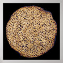 Recherche de passover posters Matzah