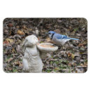Recherche de lapin bleu photographie Pour tous