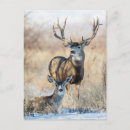 Recherche de mulets cartes postales Faune
