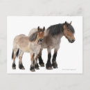 Recherche de cheval belge cartes postales Animal