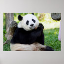 Recherche de giant posters Panda