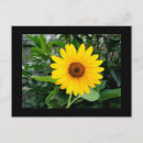 Recherche de joli tournesol cartes postales Jolie