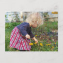 Recherche de fleur de pissenlit cartes postales Pissenlits