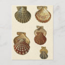 Recherche de coquillages cartes postales Coquillage sépia