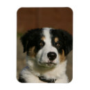 Recherche de de border collie magnets 12 semaines