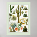 Recherche de illustration scientifique posters Cactus