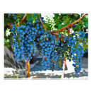 Recherche de raisins art Établissement vinicole