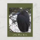 Recherche de petit oiseau cartes postales Animaux