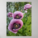 Recherche de beautiful pink rose posters Pour elle