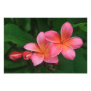 Zoek naar frangipani bloem kunst Natuur