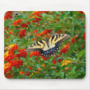 Recherche de papillon machaon tapis souris Insecte