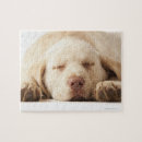 Recherche de labrador retriever puzzles Animal