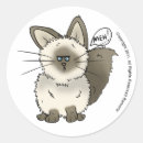 Recherche de chat gonflé Chaton