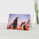 Zoek naar pinguïn notitiekaarten Sneeuw