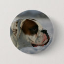 Recherche de chien boxeur badges Plomb et pam langrish