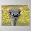 Recherche de autruches posters Sauvage