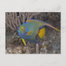 Zoek naar angelfish briefkaarten Onderwater