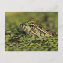 Recherche de rio rio cartes postales Nature