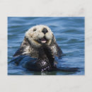 Recherche de loutre de mer cartes postales Animal