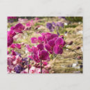 Recherche de orchidée rose cartes postales Exotique
