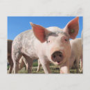 Recherche de porc adorable Rose