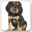Recherche de rottweiler dessous de verres Chien