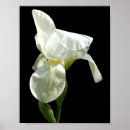 Zoek naar witte iris posters Floreel