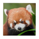 Recherche de pandas mignons carreaux Chine