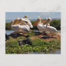 Recherche de faune africaine cartes postales Oiseaux