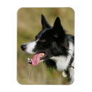 Recherche de border collie magnets Halètement