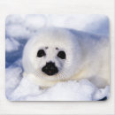 Recherche de phoque tapis souris Animaux mignons
