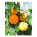 Zoek naar perzikboom posters Vruchten