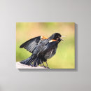Zoek naar merels kunst Roodvleugelige merel