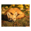 Recherche de animaux sauvages mignons posters Renard
