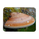 Recherche de poignée magnets Champignon