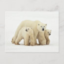 Recherche de animaux de bébé cartes postales Neige