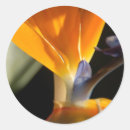 Recherche de récompense de tba Orange